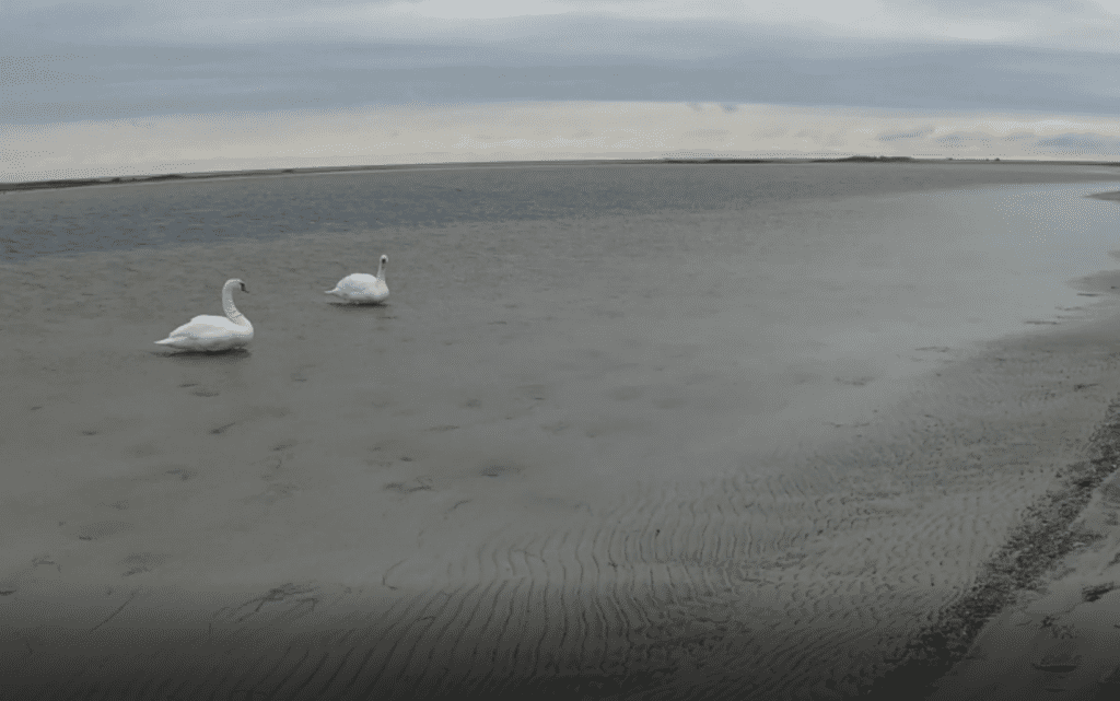 Måkläppen Swans